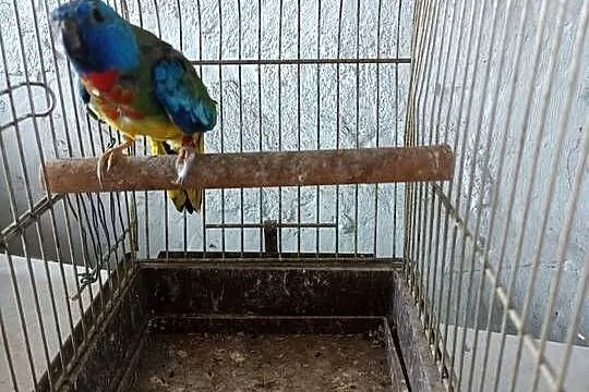 Sprzedam papugi widoczne na zdjęciu, Wielkopolskie, Pleszew