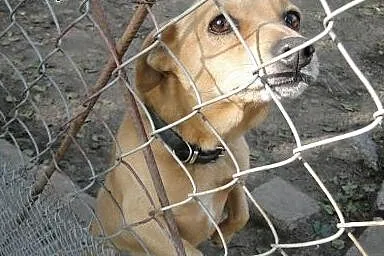 Bobik malutki rudasek,  wielkopolskie Nowy Tomyśl