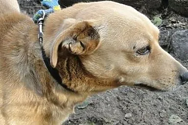 Bobik malutki rudasek,  wielkopolskie Nowy Tomyśl