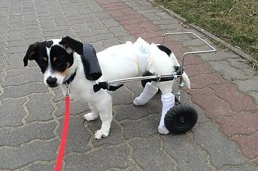 Maylo szczniak 4 łapy i 2 kółka - szuka domu! !,  