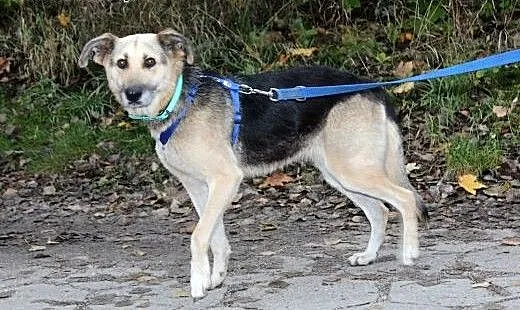 Młoda grzeczna Alta szuka domu!, dolnośląskie Wro