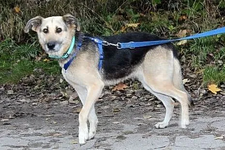 Młoda grzeczna Alta szuka domu!,  dolnośląskie Wro