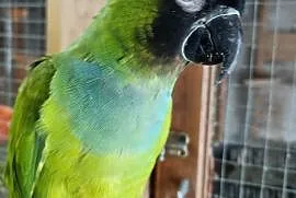 Papuga oswojona, Oświęcim