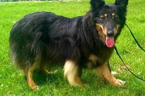 RITA - szuka kochającego domu!,  mazowieckie Warszawa