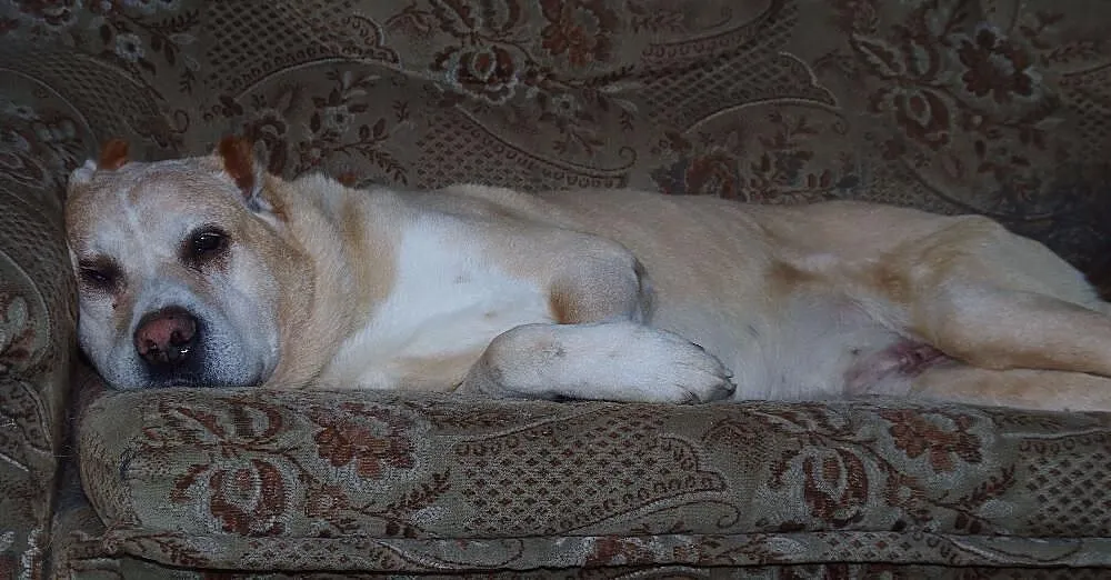 Afganek kochany staruszek mix AMSTAFF ADOPCJA