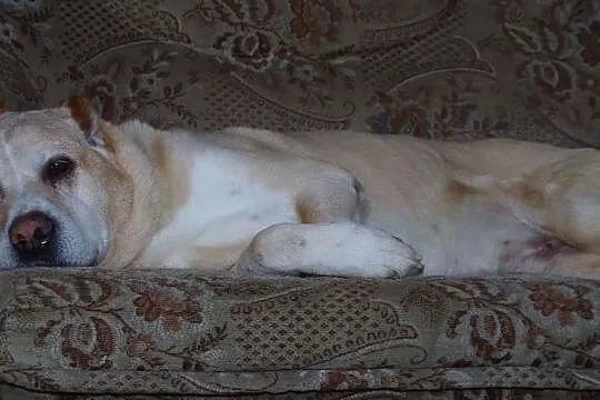 Afganek kochany staruszek mix AMSTAFF ADOPCJA