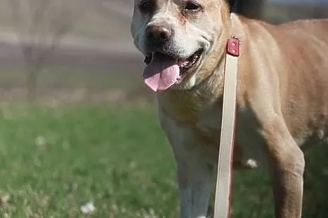 Afganek kochany staruszek mix AMSTAFF ADOPCJA