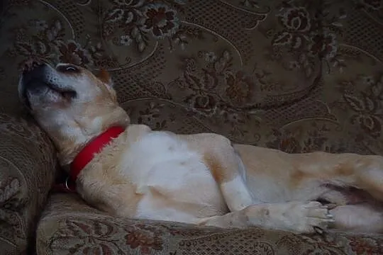 Afganek kochany staruszek mix AMSTAFF ADOPCJA