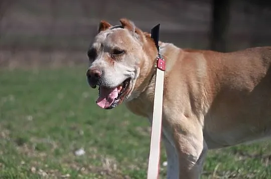 Afganek kochany staruszek mix AMSTAFF ADOPCJA
