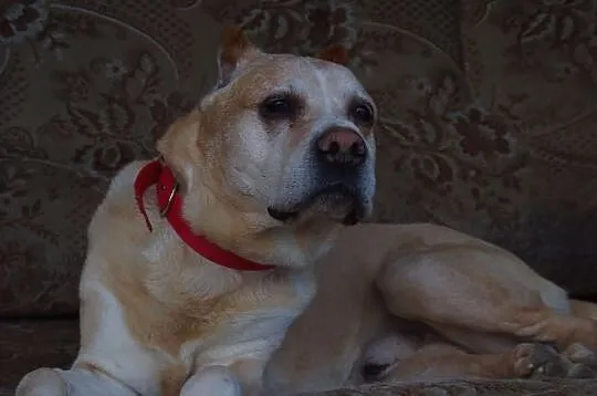 Afganek kochany staruszek mix AMSTAFF ADOPCJA