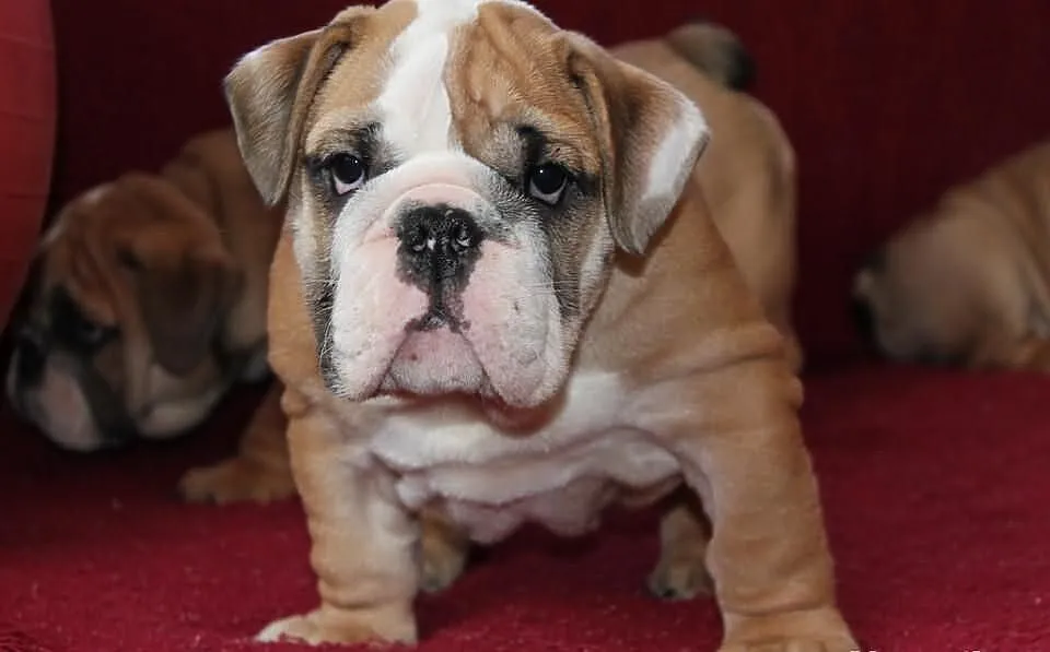 BULDOG angielski szczeniaczki