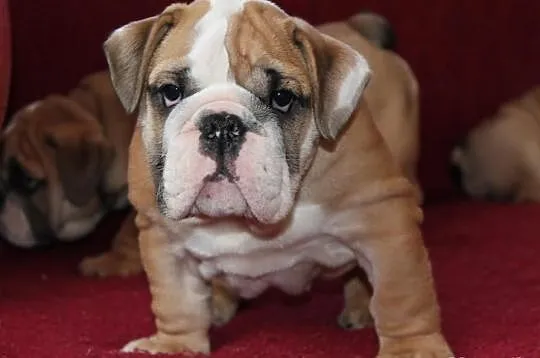 BULDOG angielski szczeniaczki