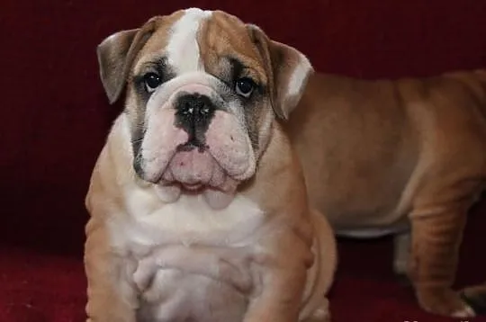 BULDOG angielski szczeniaczki