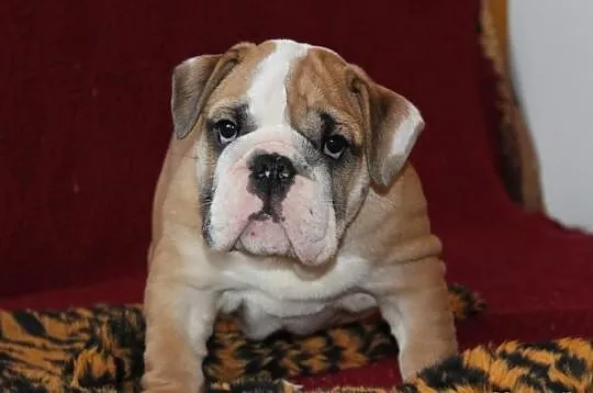 BULDOG angielski szczeniaczki