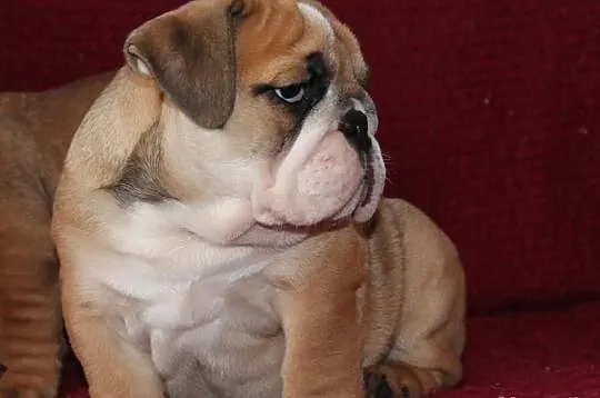BULDOG angielski szczeniaczki