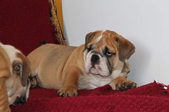 BULDOG angielski szczeniaczki