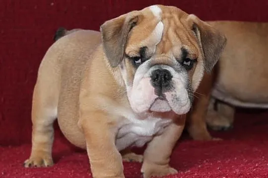 BULDOG angielski szczeniaczki