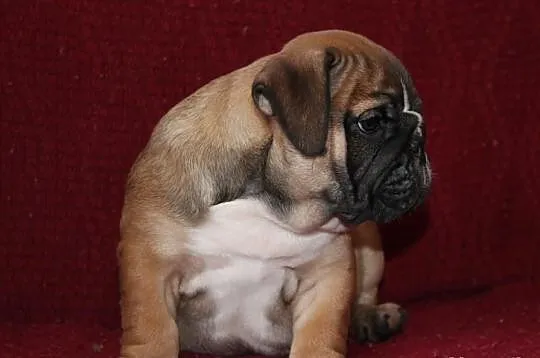BULDOG angielski szczeniaczki