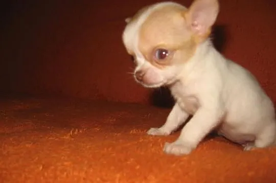 Chihuahua Mini i standard - Na wystawy i na kolank