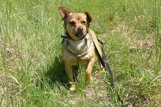 Pestka, czyli 4 kilogramowa sunia ,  kujawsko-pomo