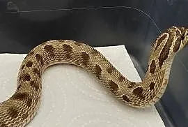 Heterodon
