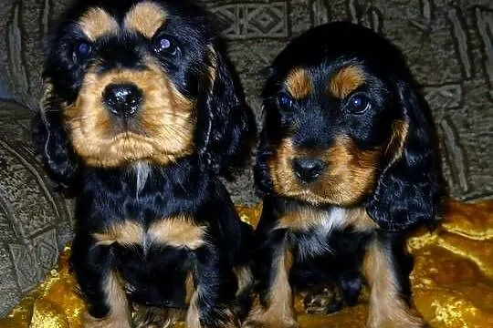 Śliczne Szczenięta Cocker Spaniel Angielski