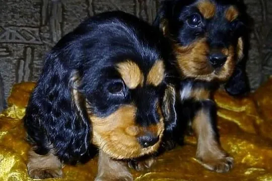 Śliczne Szczenięta Cocker Spaniel Angielski, Łódzkie, Sieradz