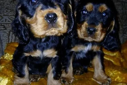 Śliczne Szczenięta Cocker Spaniel Angielski, Łódzkie, Sieradz