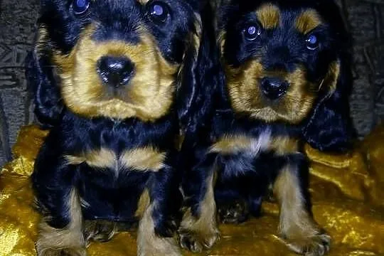 Śliczne Szczenięta Cocker Spaniel Angielski, Łódzkie, Sieradz
