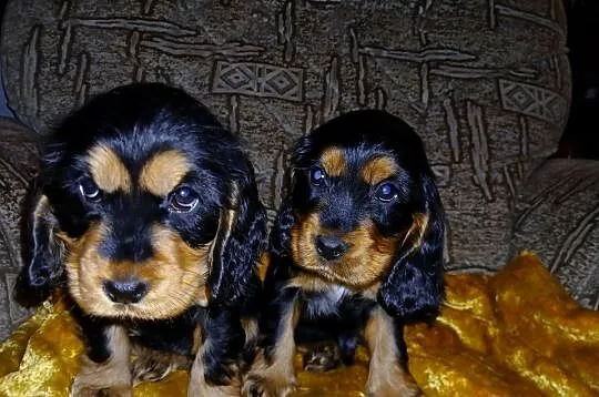Śliczne Szczenięta Cocker Spaniel Angielski, Łódzkie, Sieradz