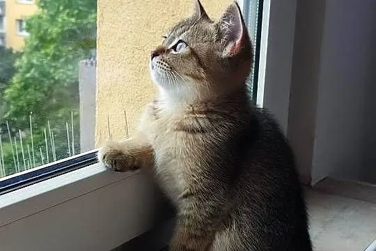 Kot rasy Szkockiej czarny z rodowodem, Dolnośląskie, Wrocław