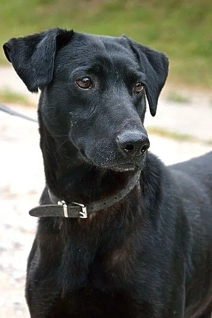 Bruno - bardzo przystojny brunet :), Warmińsko-mazurskie, Olsztyn