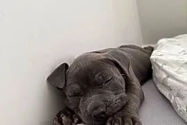 Amstaff Szczeniak