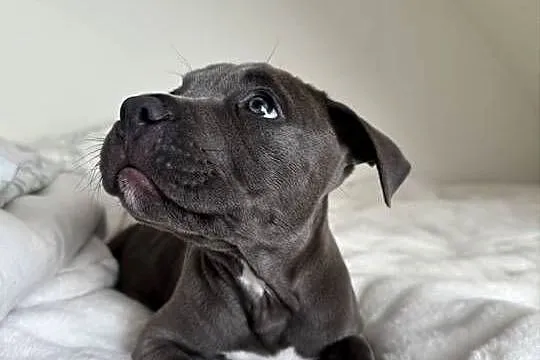 Amstaff Szczeniak, Dolnośląskie, Wrocław