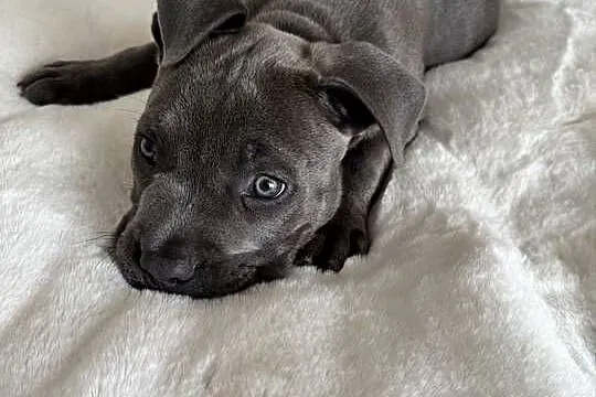 Amstaff Szczeniak, Dolnośląskie, Wrocław