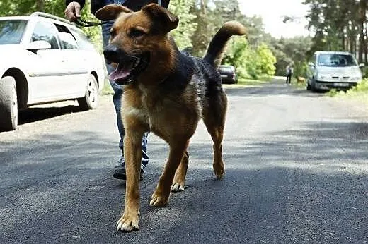 FADO - piękny pies po przejściach, szuka wyjątkowe