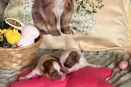 Szpic miniaturowy/pomeranian, Śląskie, Zrębice