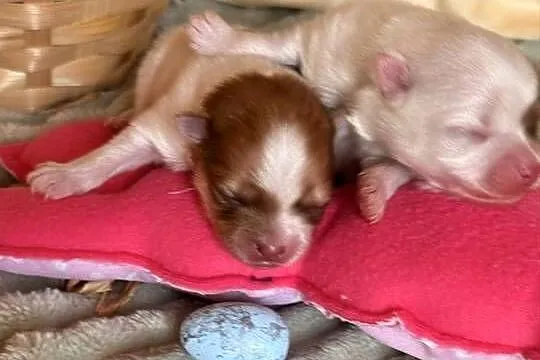 Szpic miniaturowy/pomeranian, Śląskie, Zrębice
