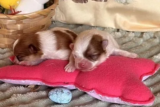 Szpic miniaturowy/pomeranian, Śląskie, Zrębice