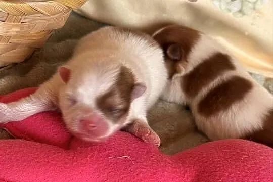 Szpic miniaturowy/pomeranian, Śląskie, Zrębice
