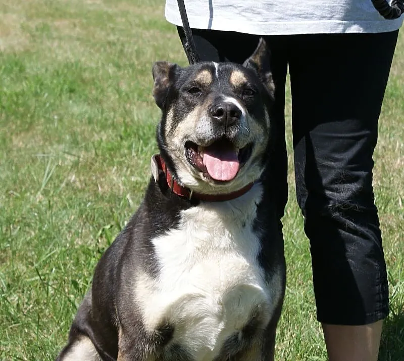 Szeryf w typie rasy amstaff szuka domu