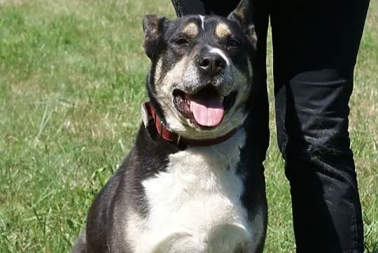 Szeryf w typie rasy amstaff szuka domu