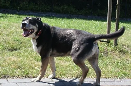 Szeryf w typie rasy amstaff szuka domu