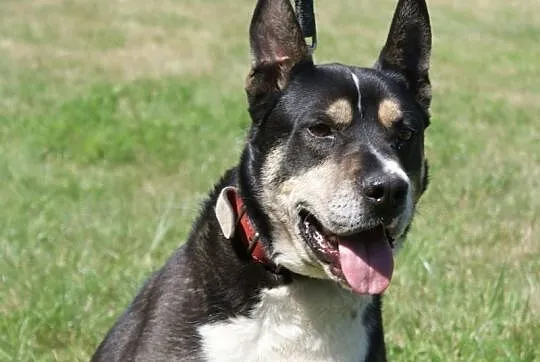 Szeryf w typie rasy amstaff szuka domu