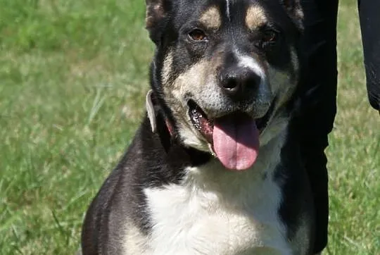 Szeryf w typie rasy amstaff szuka domu