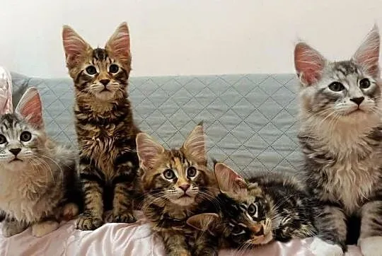 Kochane kociaczki Maine coon