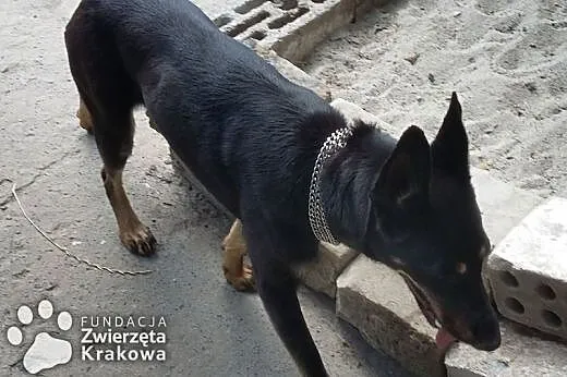 Irma czeka na szczęśliwy dom,  małopolskie Kraków