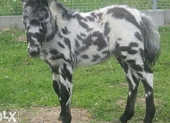 Stanówka Polski Kuc Szetl Kropek, ,