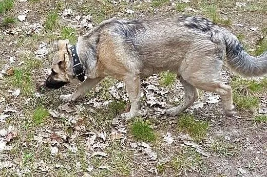 HYZIO - dla domu, dla rodziny - nie omijaj tej cud