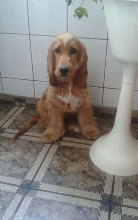Cocker Spaniel (z rodowodem), dolnośląskie Bolesł